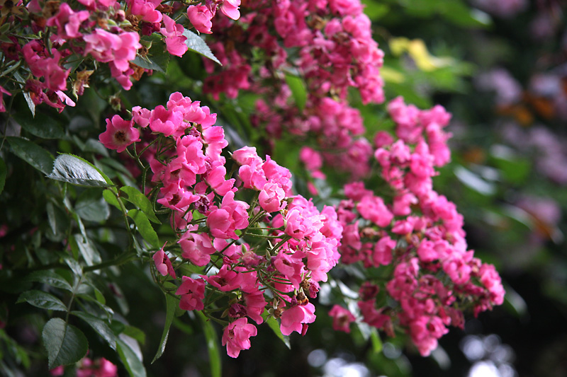 バラ図鑑 クライミング ローズのマリアリサ