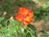 ラセビリアーナ（オレンジ色のバラ）