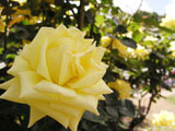 花ことば　黄色　バラ