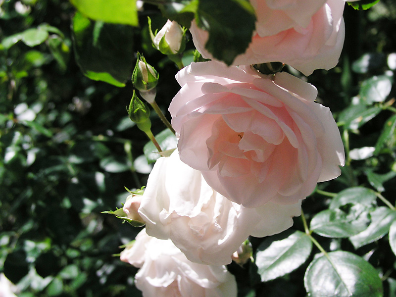 バラ図鑑オフェリア