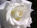 ホワイトマスターピース　白バラ