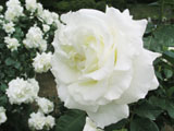 ホワイトマスターピース　白薔薇