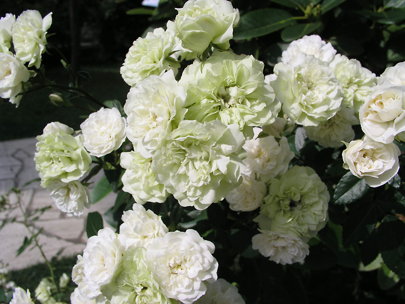 ミニチュアローズ図鑑「グリーン・アイス」